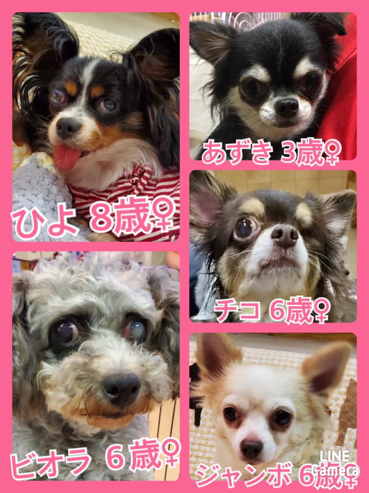 🐾今日の里親様募集中ワンコ🐶メンバーです🐾2020,9,13